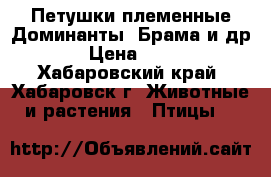 Петушки племенные Доминанты, Брама и др. › Цена ­ 900 - Хабаровский край, Хабаровск г. Животные и растения » Птицы   